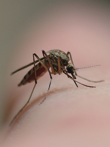 Just sitting...bzzzz...giving blodd