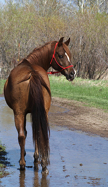 Lead a horse to water