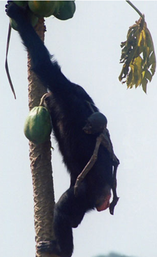 We're not so different Mother climbs a tree for food carrying her dead infant.