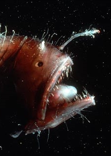 anglerfish